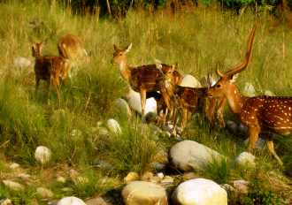  Get closer to nature in India’s legendary wildlife haven